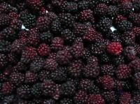 Ежевика весовая с/м Беларусь