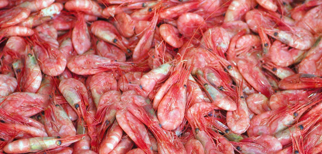 Sirena-AS-shelll-on-prawns.jpg