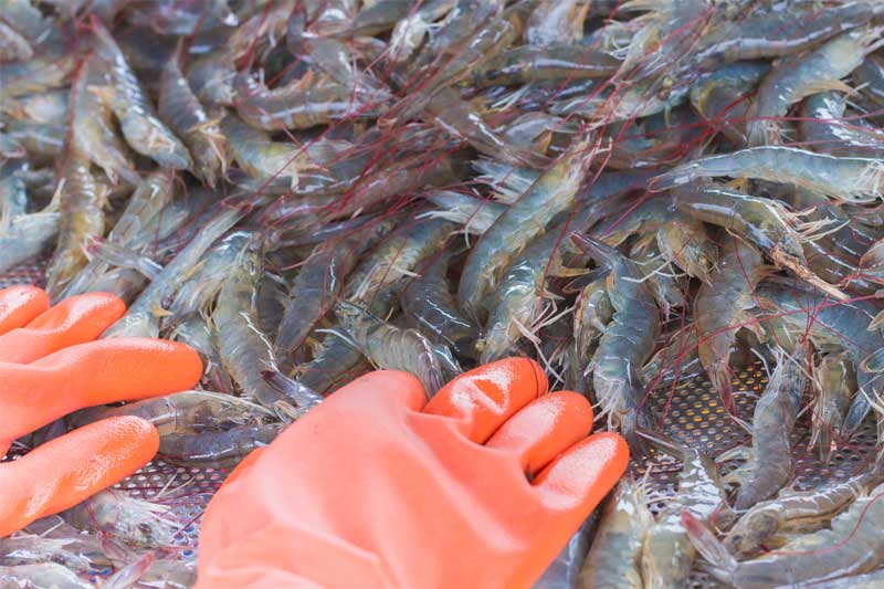 warm-water-shrimp-grading-process.jpg
