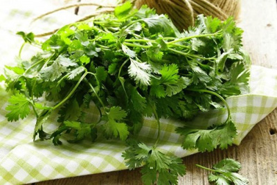 Кинза