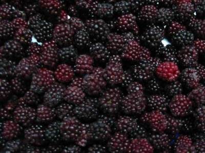 Ежевика весовая с/м Беларусь