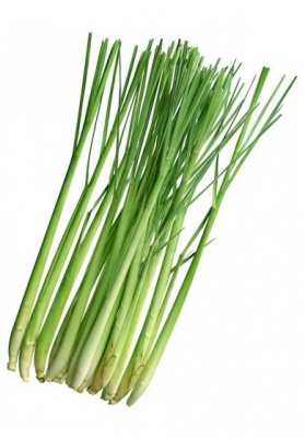 Лимонная трава (Lemon grass)