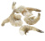 Креветки 16/20 б/г с/м блок 1,8кг Индия Gadre Marine
